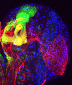 Image of a fruit fly brain.