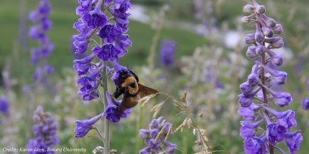 A bumblebee foraging on the petals of a larkspur flower.